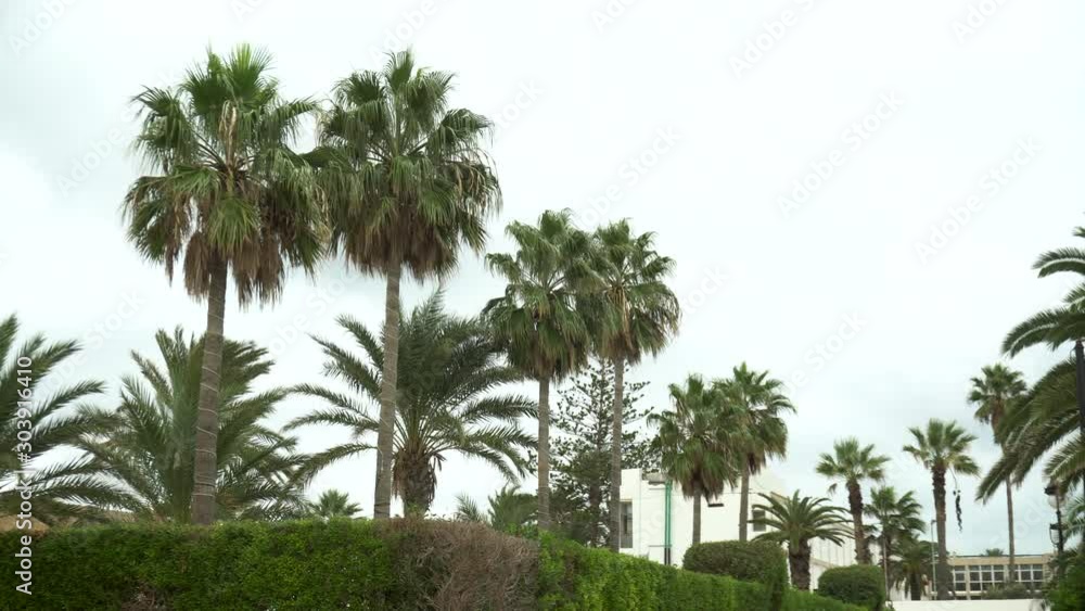 Young green palm trees swaying from the wind. View from below. Young green palm trees swaying from the wind. View from below.