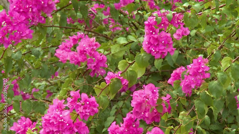Tilting up a beautiful, bright pink flowered bougainvillea plant Tilting up a beautiful, bright pink flowered bougainvillea plant