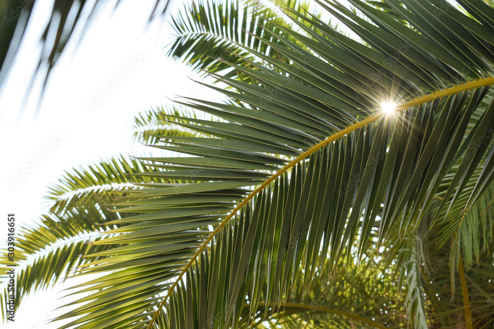 Palm tree Palm tree