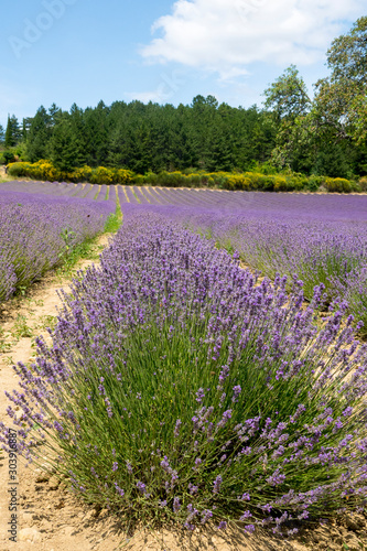 landscape with lavender fields