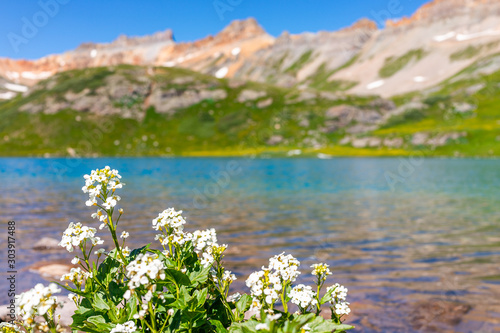 Foreground macro closeup view of white bittercress alpine flowers and Ice lake water near Silverton, Colorado in August 2019 summer on summit