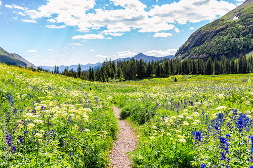 Fototapeta Naklejka Na Ścianę i Meble -  Open landscape view of green wildflowers meadow and footpath trail to Ice lake near Silverton, Colorado in August 2019 summer