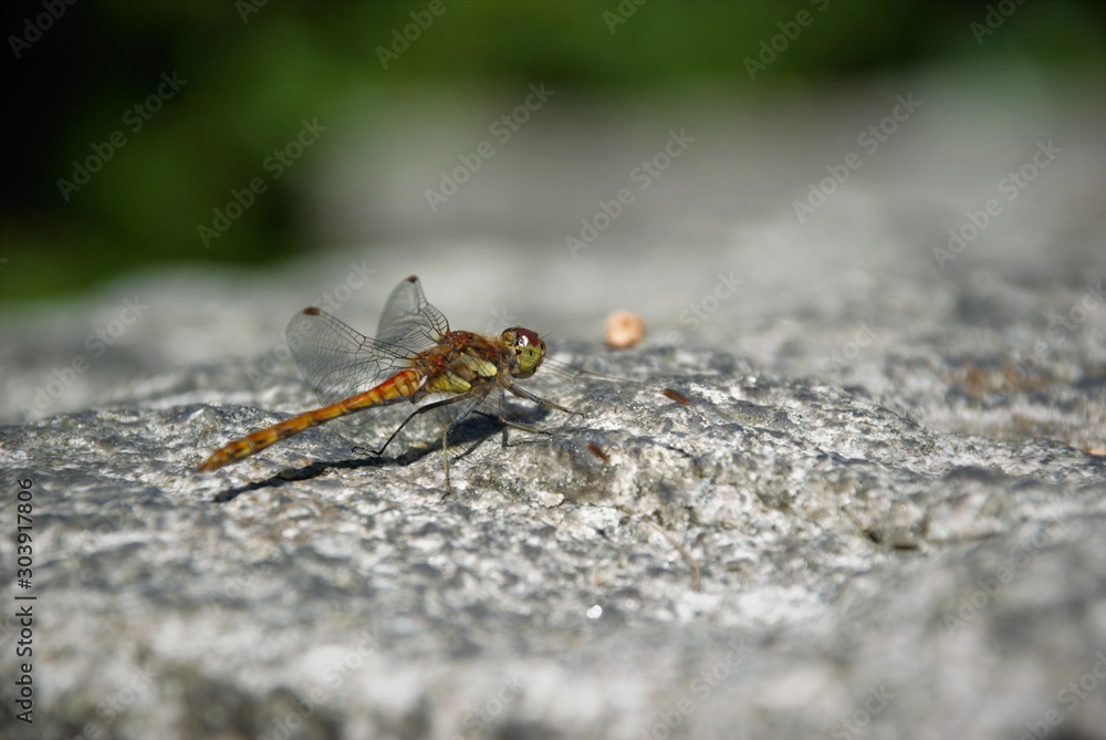 dragonfly sitting on a gray stone dragonfly sitting on a gray stone