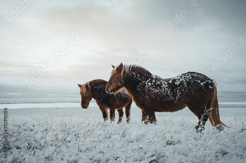 Icelandic horses are very unique creatures for the Iceland. These horses are more likely ponies but quite bigger and they are capable of surviving hard weather conditions that are usual for the north