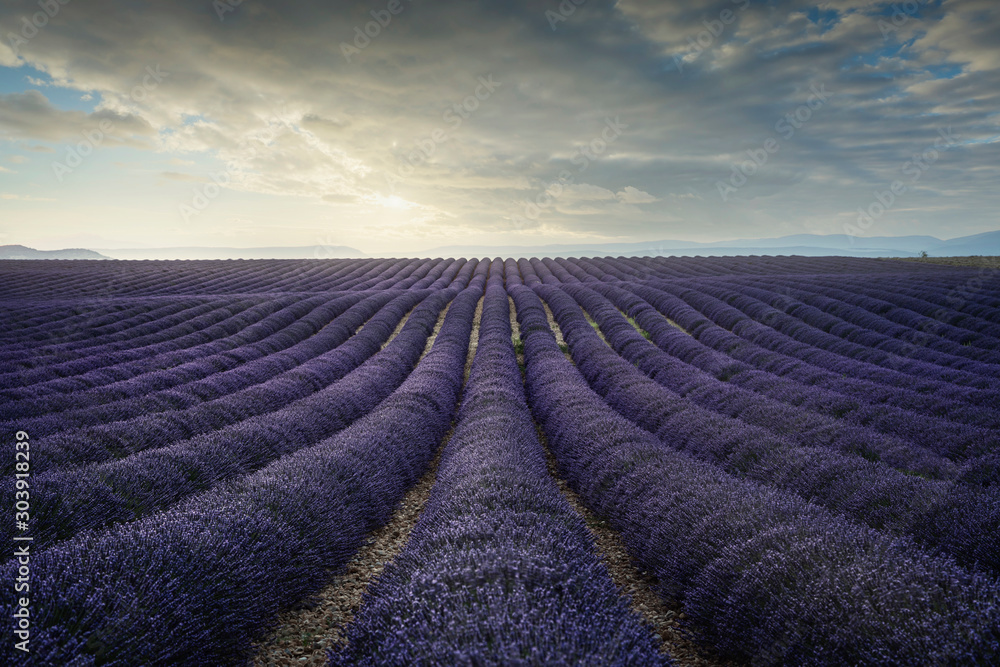 Lavender flower blooming fields endless rows at sunset. Valensole provence Lavender flower blooming fields endless rows at sunset. Valensole provence
