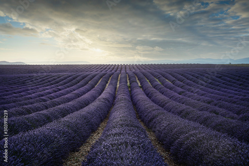 Lavender flower blooming fields endless rows at sunset. Valensole provence