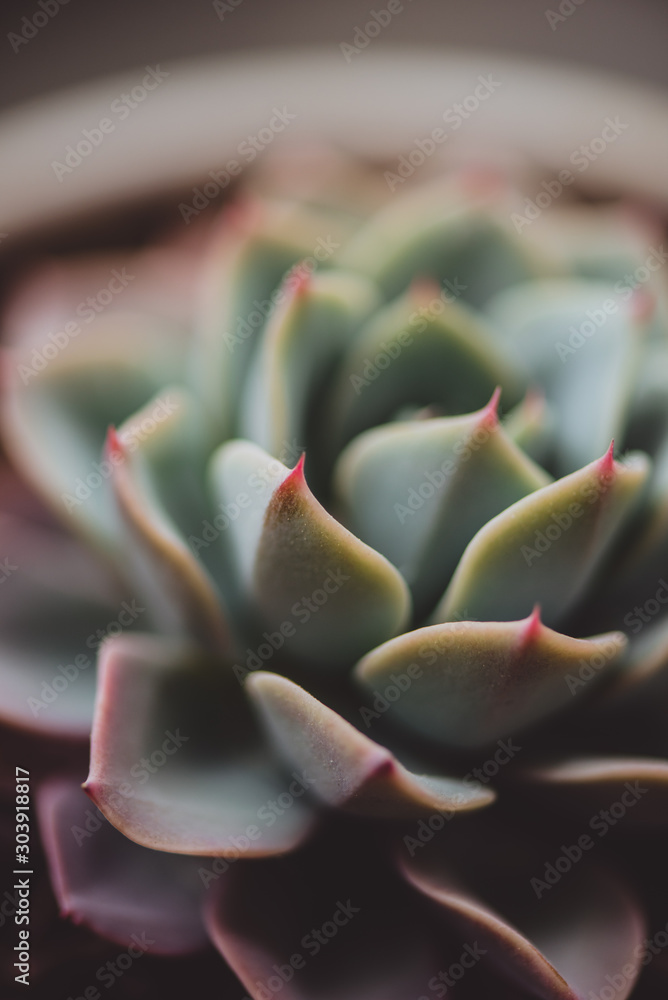 PLANTA PLANTA