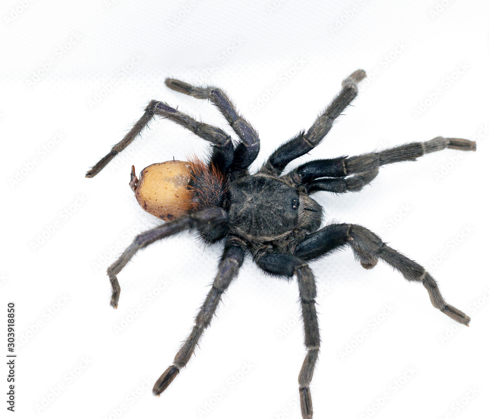 Big black spider isolated on a white background. Tliltocatl Vagans Big black spider isolated on a white background. Tliltocatl Vagans