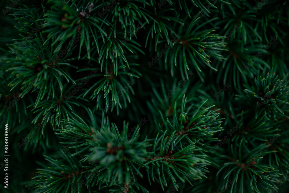 Fir tree branch. Defocused green background. Close-up, copy space.