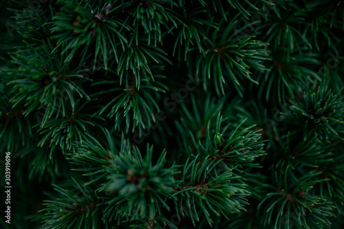 Fir tree branch. Defocused green background. Close-up  copy space.