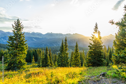 Fototapeta Naklejka Na Ścianę i Meble -  Sunrise sunlight sunburst through tree in San Juan mountains in Silverton, Colorado in 2019 summer morning with forest landscape view