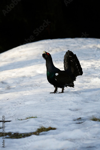 Tetrao urogallus in wild nature in spruce forest, western capercaillie