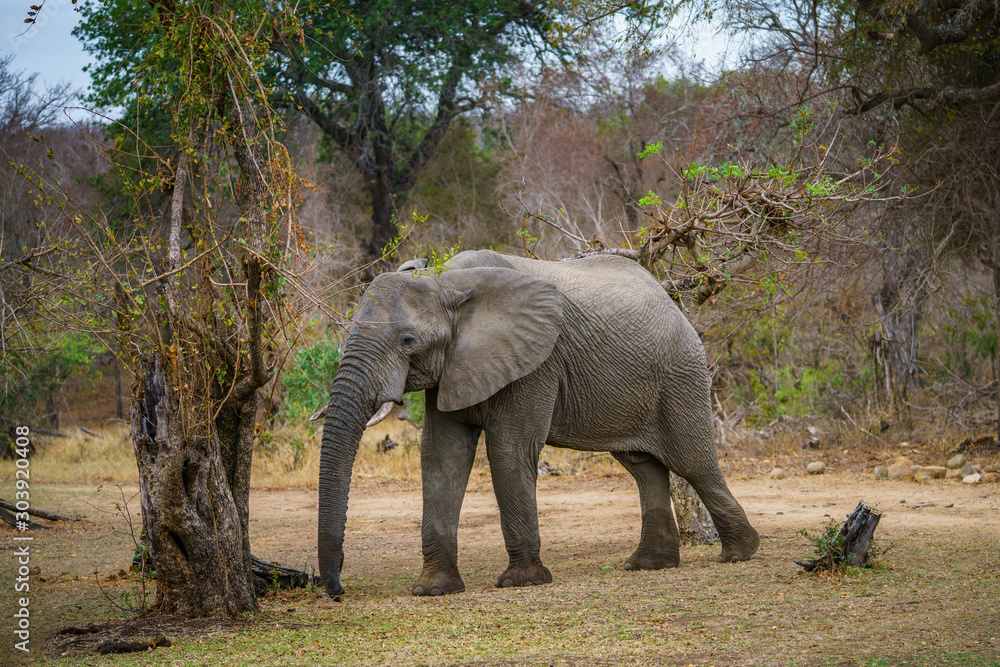 elephant in kruger national park, mpumalanga, south africa 38