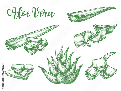 Alor Vera plant leaf drops, vector sketch