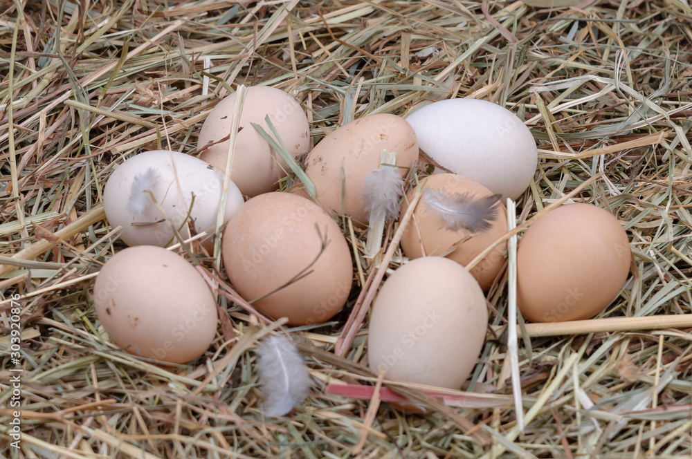 Organic chicken eggs on natural hay.