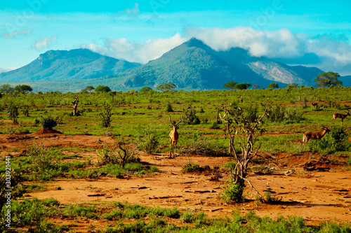 .beautiful african landscape in Kenya. Tsavo National Park. Trees are amazing traditional for the savannah. Antelope in the wild nature