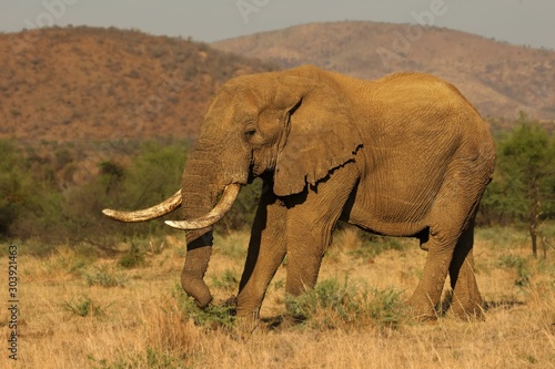 Big and old Elephant male  Loxodonta africana  in Pilanesberg National Park  game reserve  going on the savanna with grass and green background.