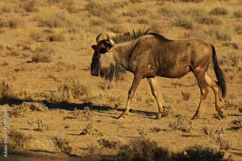 A blue wildebeest  Connochaetes taurinus  calmly walking in dry grassland.