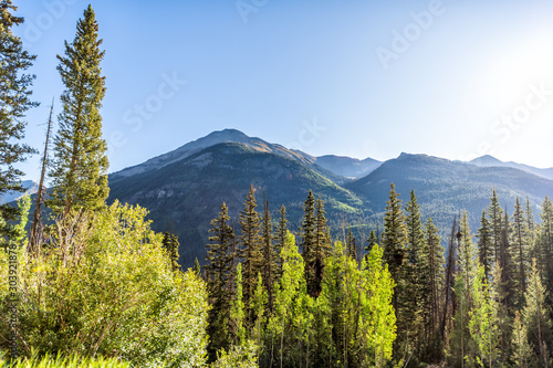 Green pine forest trees summer wide angle view and sun in sky from Colorado highway scenic road 550 San Juan rocky mountains near Silverton
