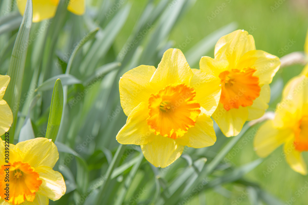 mehrere Narzissen im Frühling auf der Wiese mehrere Narzissen im Frühling auf der Wiese