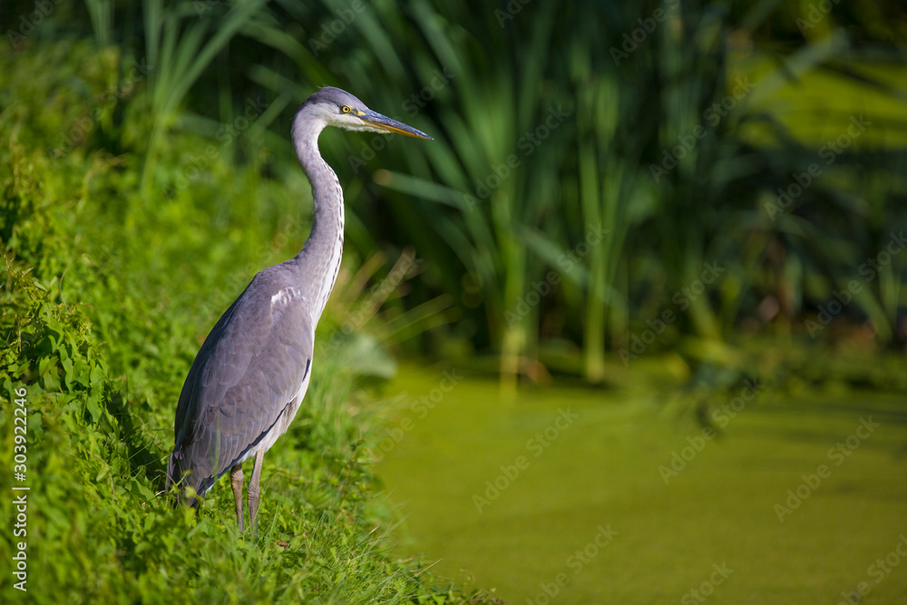 Fototapeta premium Grey heron, Ardea cinerea