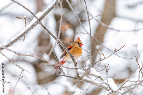 Female red northern cardinal Cardinalis bird perching on tree branch during winter snow in northern Virginia with blurry Christmas background