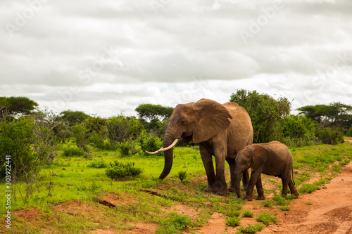 .African elephant with elephant baby in the wild in the savannah in africa. Elephants on the background of African flora in Kenya national park