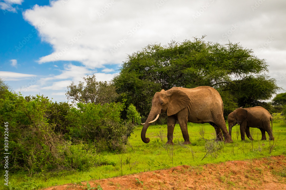 Fototapeta premium .African elephant with elephant baby in the wild in the savannah in africa.