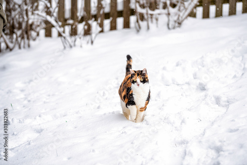 Calico funny cat kitty outside in backyard during snow snowing snowstorm by wooden fence in garden walking curious exploring cold winter weather