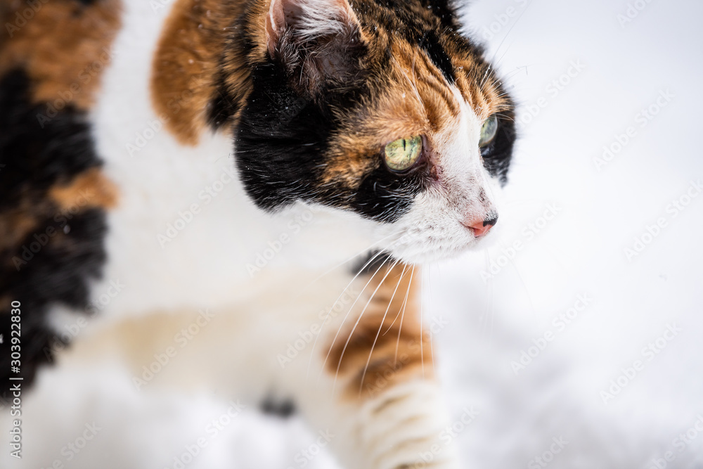 Εκτύπωση καμβά Calico closeup of cat kitty face and green eyes outside in backyard during snow