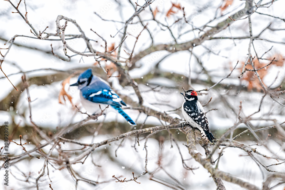 Εκτύπωση καμβά Two birds friends perching together with blue jay, Cyanocitta cristata, and down