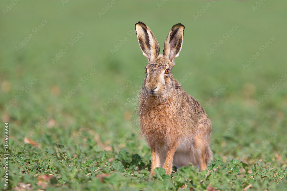 Fototapeta premium European hare, Lepus europaeus,