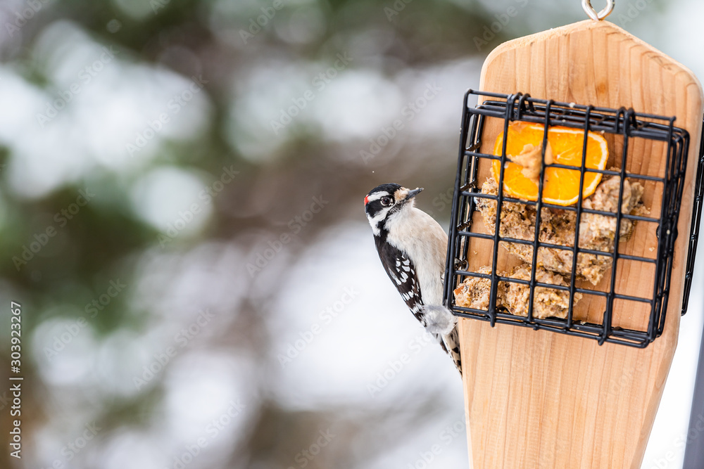 Ταπετσαρία Closeup of suet feeder in Virginia and downy woodpecker bird eating orange fruit