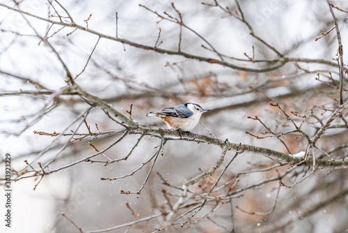 Single white-breasted nuthatch one bird on tree branch during snow oak tree in Virginia white background winter weather © Kristina Blokhin