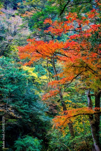 Fototapeta Naklejka Na Ścianę i Meble -  菊池渓谷の紅葉