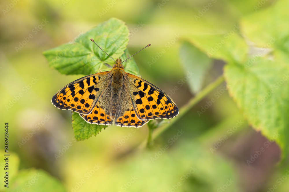 Queen of Spain Fritillary butterfly. Issoria lathonia. Queen of Spain Fritillary butterfly. Issoria lathonia.