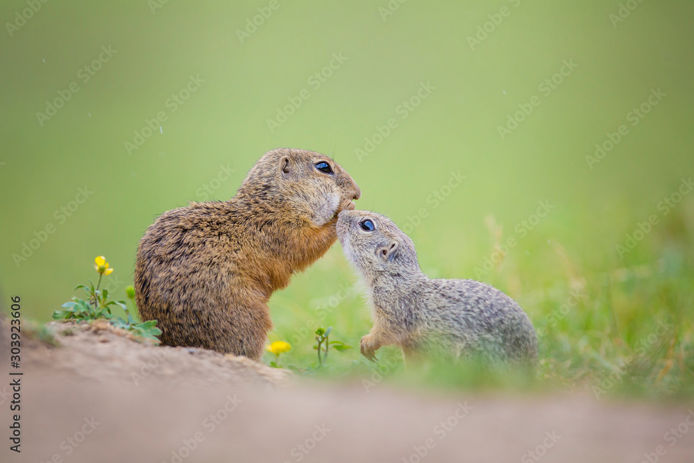 Cute European ground squirrels (Spermophilus citellus, Ziesel) Stock ...