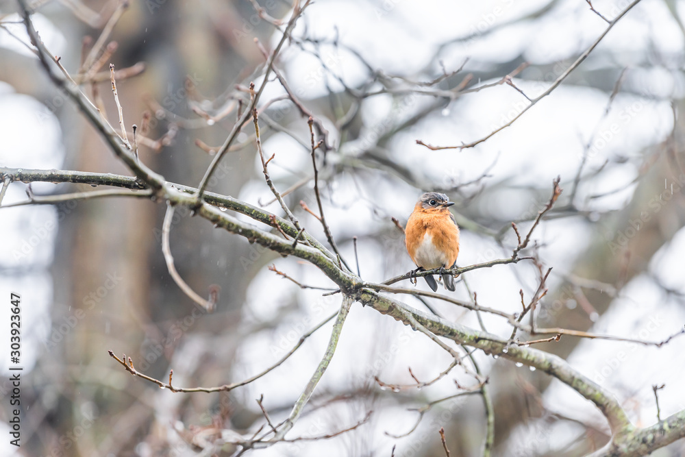 Brown female bluebird one bird sitting perching rainy weather on oak tree during winter rain in Virginia bare branch