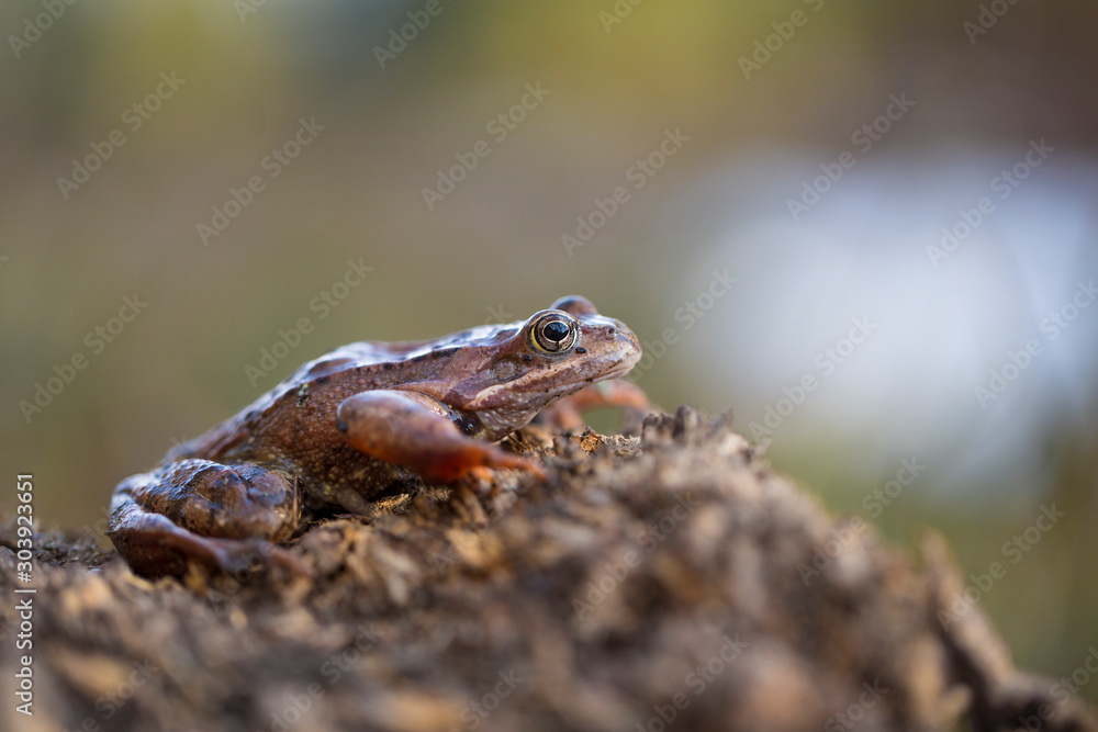 Obraz premium Rana temporaria - European common frog
