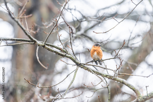 Brown female bluebird one bird sitting perching rainy weather on oak tree during winter rain in Virginia bare branch