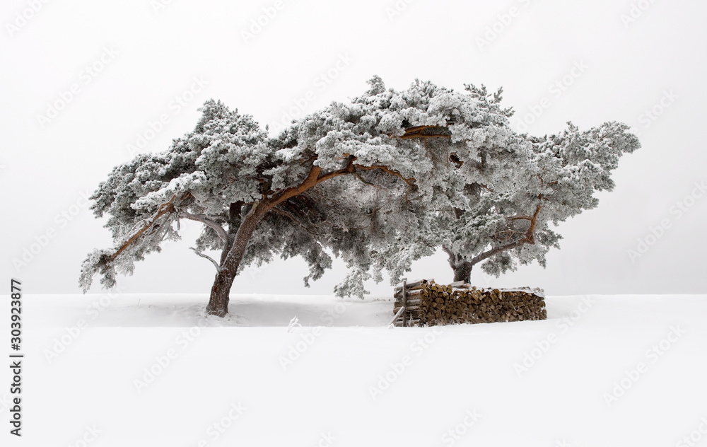 Fotografie Wunderschöne Aufnahme eines verschneiten Baumes