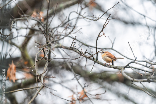 One small brown carolina wren bird sitting perching on bare tree branch during winter rain in Virginia
