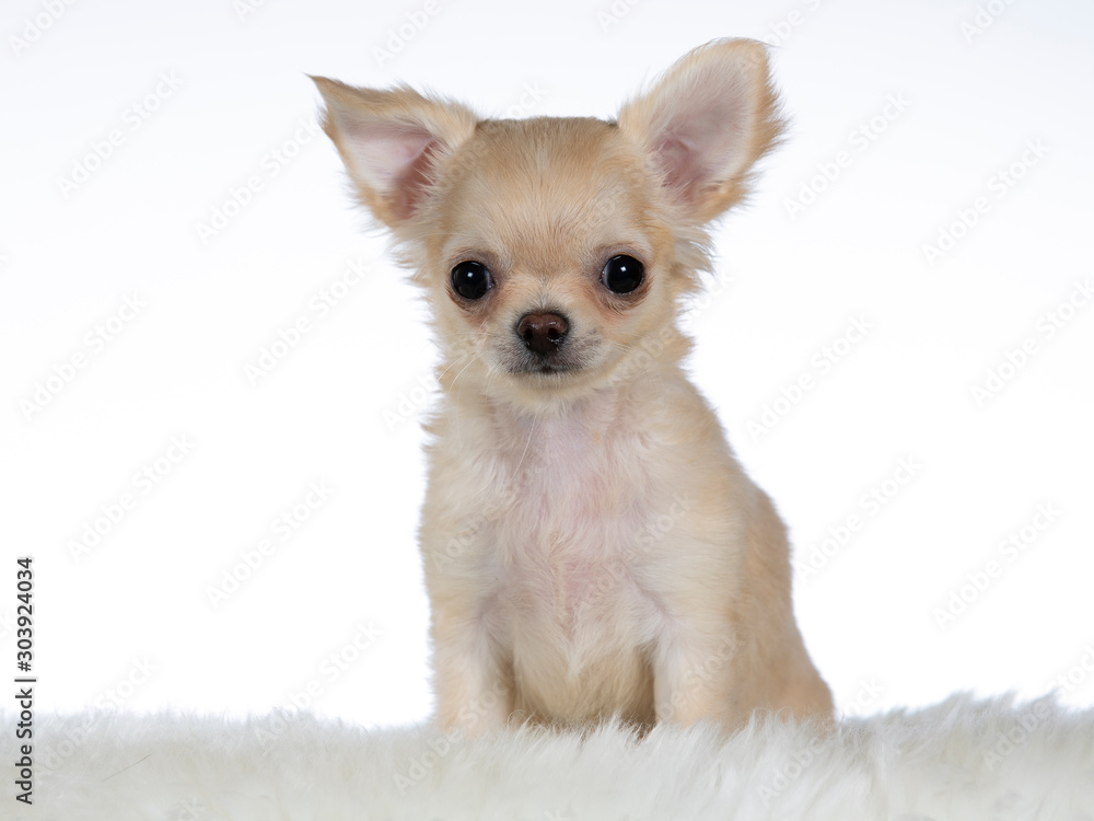 Chihuahua puppy portrait. Christmas puppy dog concept. Image taken in a studio with white background. Chihuahua puppy portrait. Christmas puppy dog concept. Image taken in a studio with white background.