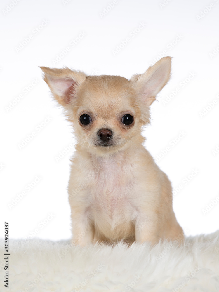 Chihuahua puppy portrait. Christmas puppy dog concept. Image taken in a studio with white background.