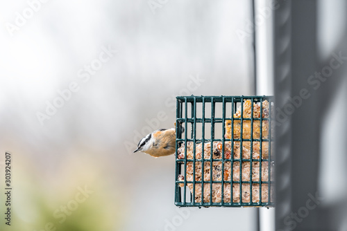 One red breasted nuthatch bird in Virginia perching on hanging metal suet cake feeder cage attached to window photo