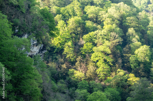 Rocky cliff in dense green forest. Spring colors in the mountain forest.