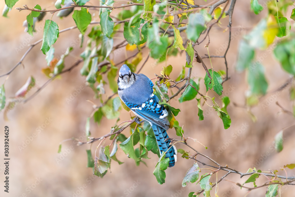 Obraz premium Closeup high angle view of one blue jay Cyanocitta cristata bird perching on tree branch during autumn spring green leaves vibrant vivid colorful color