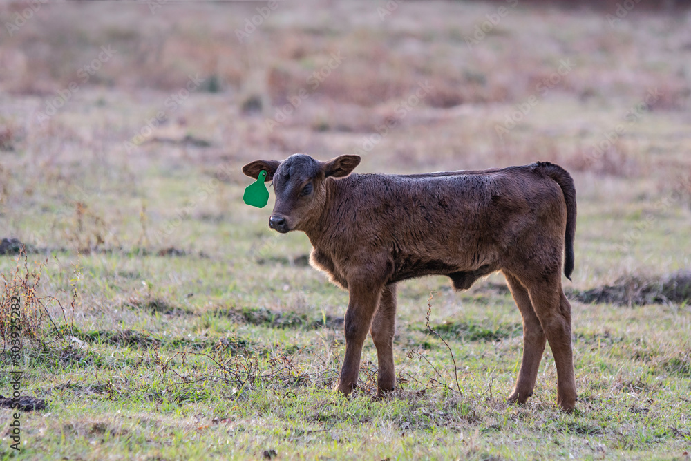 Angus calf profile to the left with neg space Angus calf profile to the left with neg space