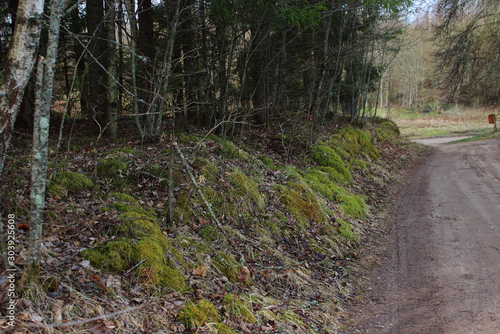 Fototapeta premium path in the forest