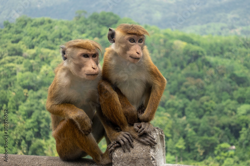 Pair Of Toque Macaques (Macaca Sinica) In Green Jungle. Cute Wild Monkey In Nature Habitat, Kandy, Sri Lanka, Asia.